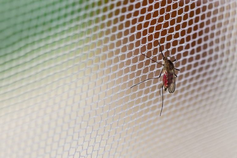 Moustiquaire de fenêtre et rideau de porte : une protection simple mais efficace contre les moustiques
