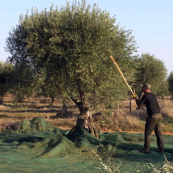 Gaulage Olives Recolte