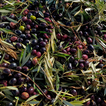 Maturite Olives Recolte