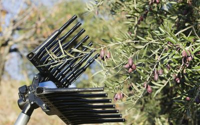 Un maximum d’olives pour la récolte de cette année : comment optimiser le ramassage ?