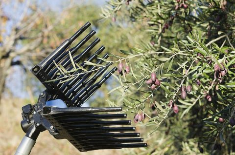 Un maximum d’olives pour la récolte de cette année : comment optimiser le ramassage ?