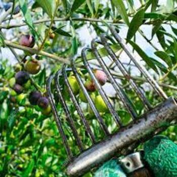 Peigne Olives Recolte