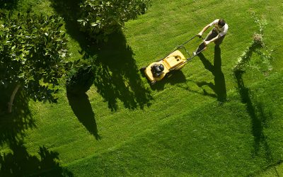Guide ultime : quand tondre sa pelouse pour un gazon parfait